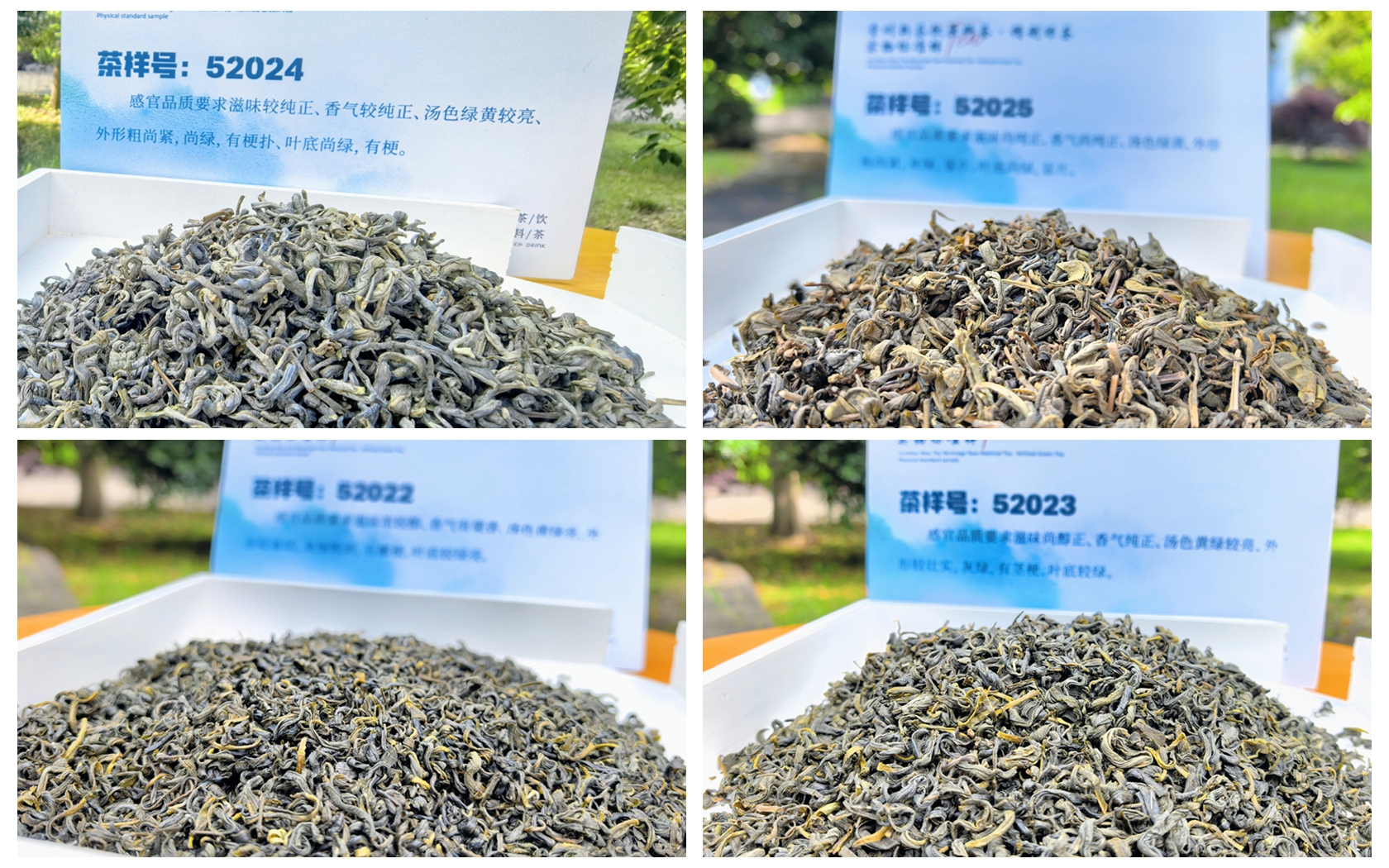 贵州绿茶
