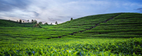 高山云雾，水土天成