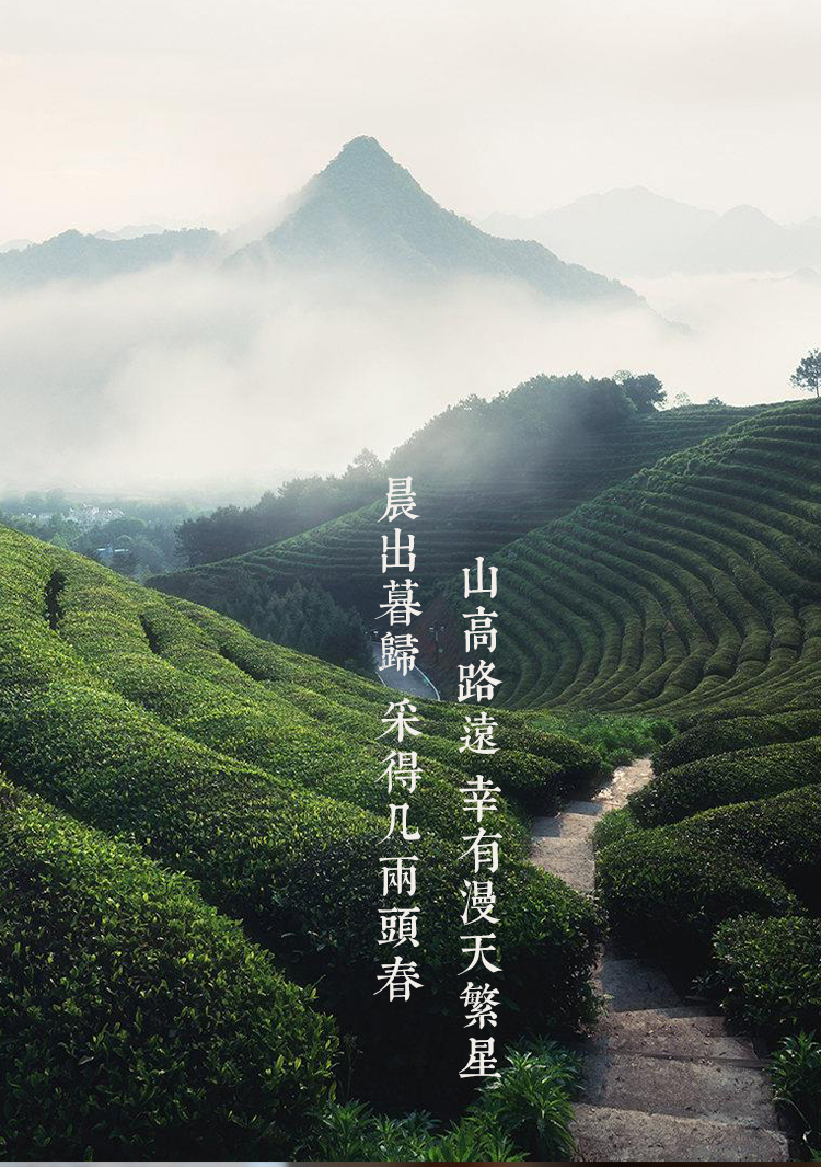 揽星茯_02